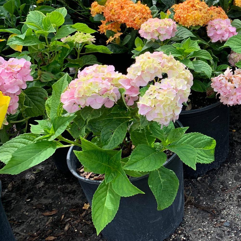OnlinePlantCenter 3 Gal. Nikko Blue Hydrangea With Blue Flowers HYDR0014G3