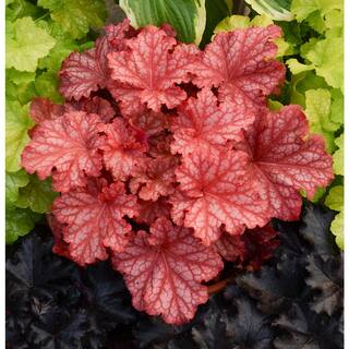 PROVEN WINNERS 0.65 Gal. Primo Peachberry Ice Coral Bells Heuchera Live Plant Cream Flowers and Apricot Orange Foliage HEUPWP2537103