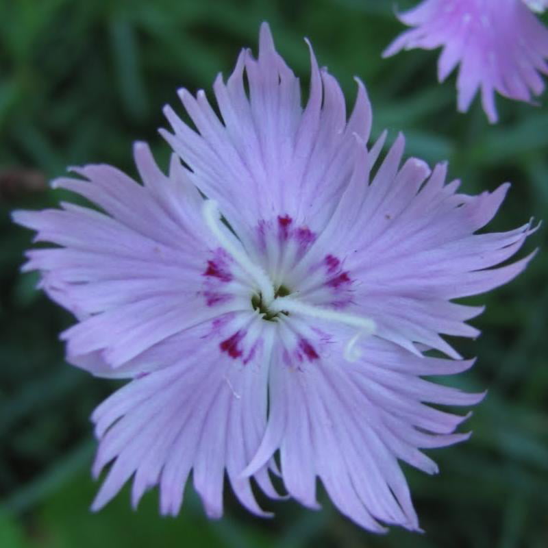 Classy Groundcovers - Border Pinks 'Bath's Pink' Cheddar Pinks {25 Pots - 3 1/2 inch Square}