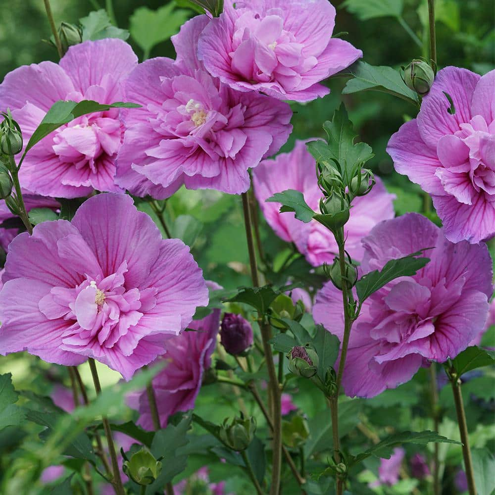 PROVEN WINNERS 2 Gal. Dark Lavender Chiffon Rose of Sharon (Hibiscus) Plant with Lavender Flowers 14481