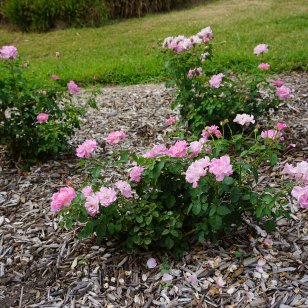 Brindabella First Lady Rose