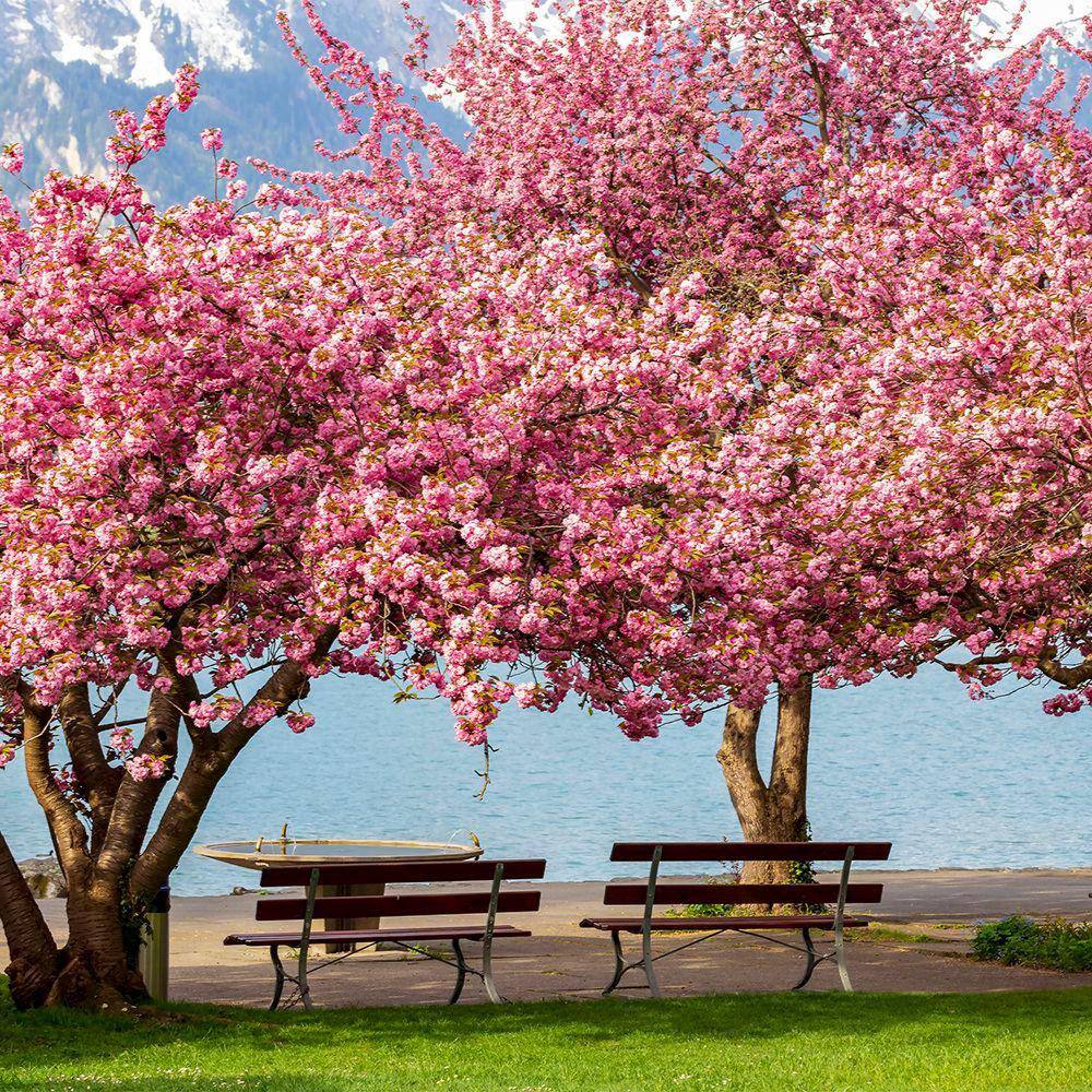 7 Gal. Kwanzan Cherry Flowering Deciduous Tree with Pink Flowers CHFKWA07G