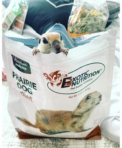 Exotic Nutrition Prairie Dog Food， 2.5-lb bag