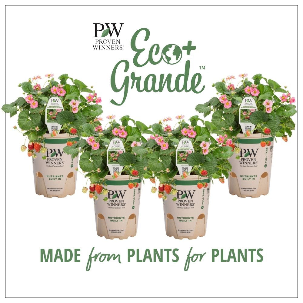 4-Pack， 4.25 in. Eco+Grande， Berried Treasure Pink Strawberry (Fragaria) Live Plant， Pink Flowers and Red Strawberries