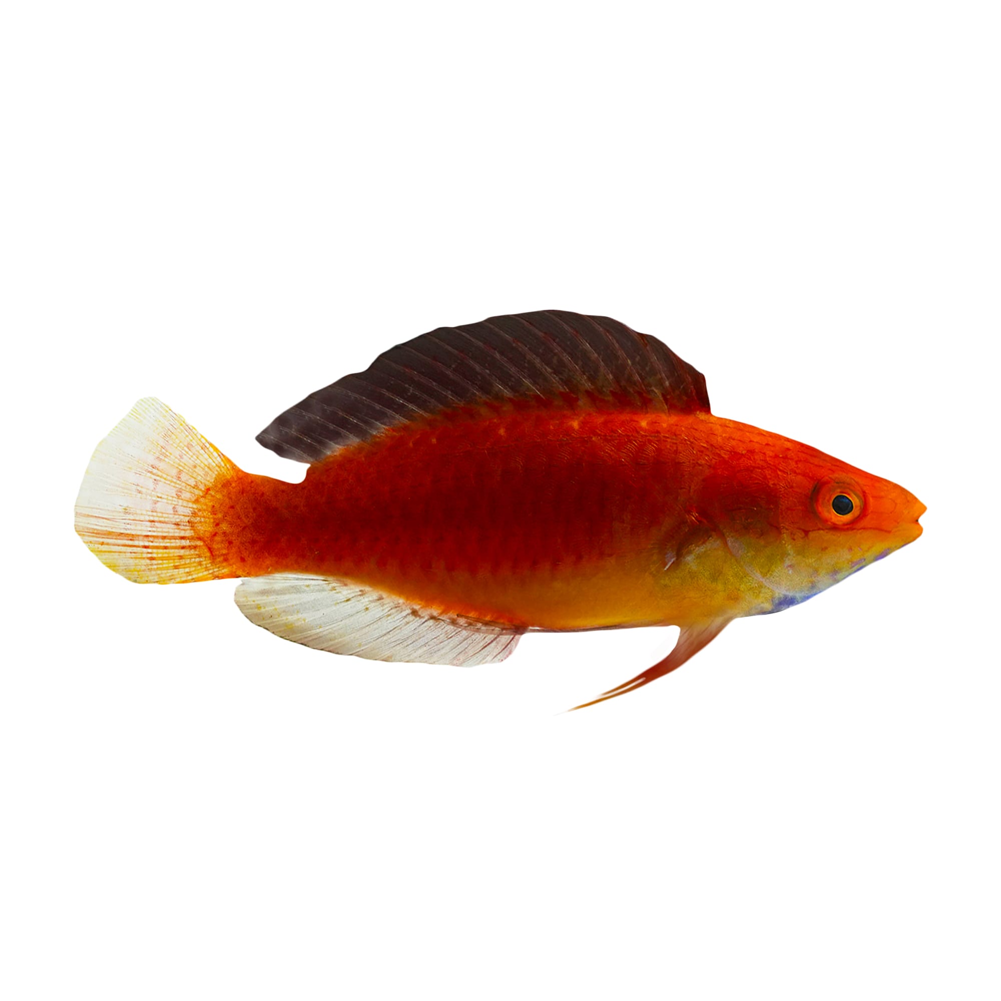 Male Redfin Fairy Wrasse， 2
