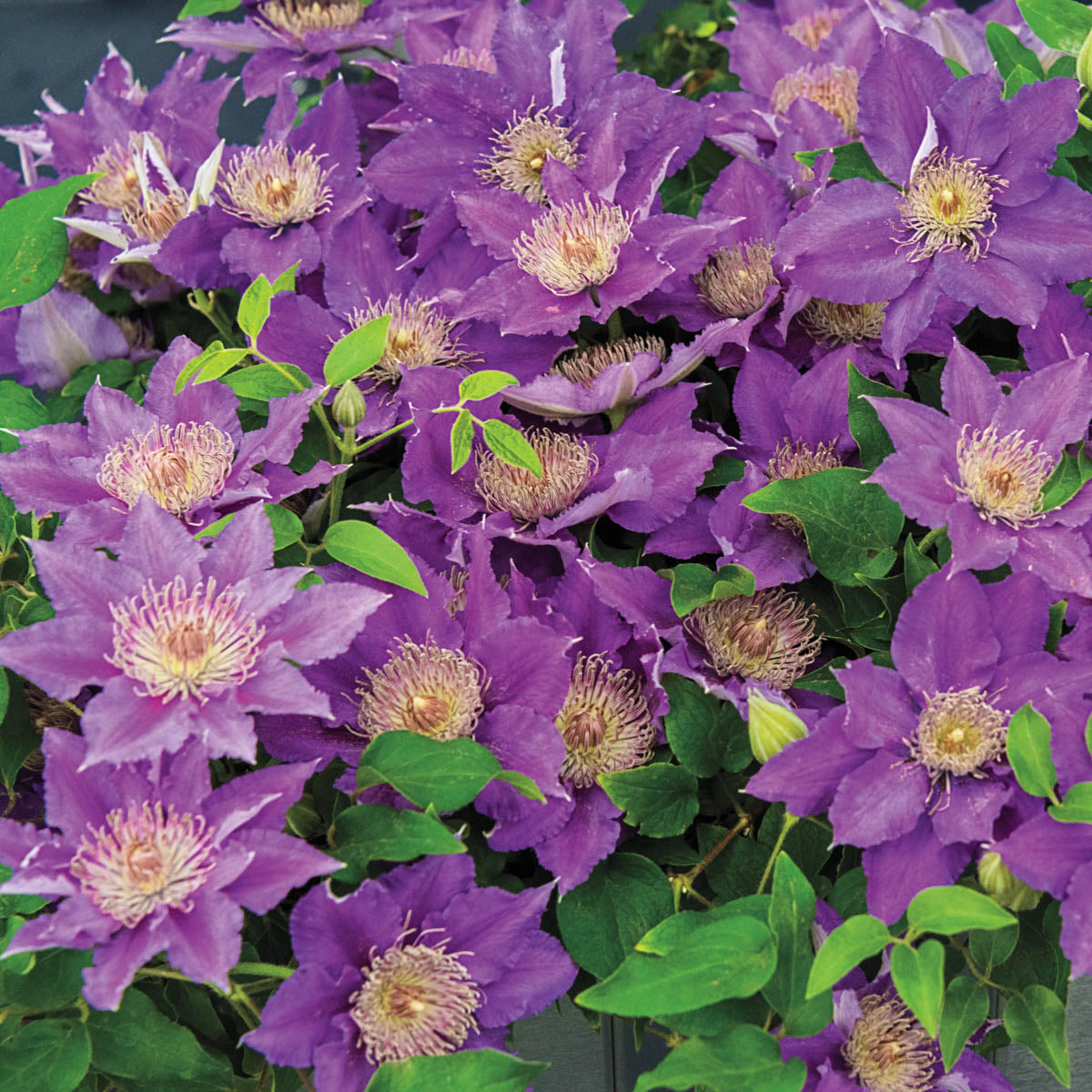 Bijou Clematis Vine， Bare Root Starter Perennial Plant (1-Pack)