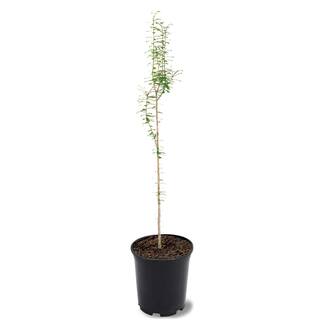 1 Gal. Bald Cypress Deciduous Tree CYPBAL01G