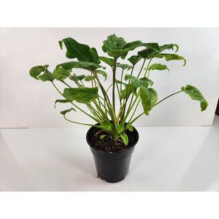 national PLANT NETWORK 6 in. Split Leaf Xanadu Philodendron Plant in Grower Pot HD7211