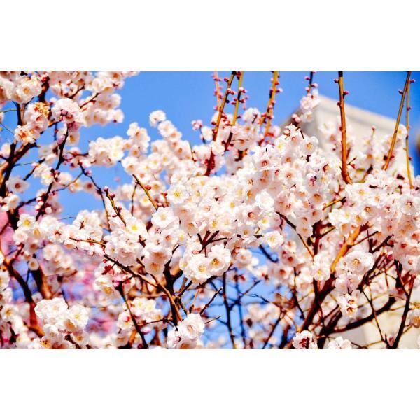 Online Orchards Thundercloud Flowering Plum Tree Bare Root FLPL001
