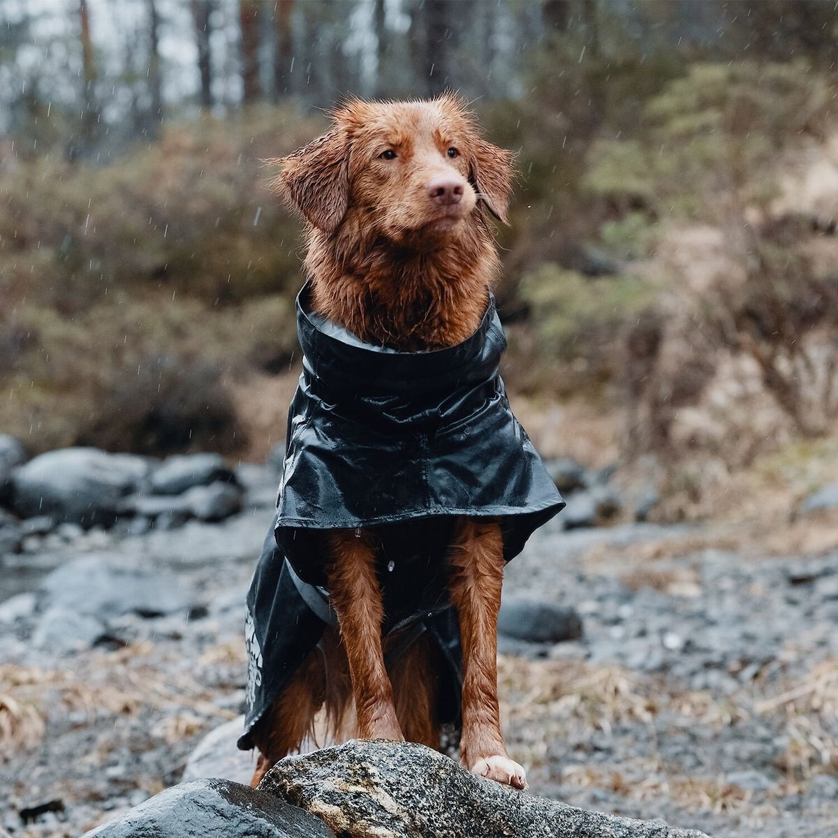 Hurtta Monsoon Dog Raincoat