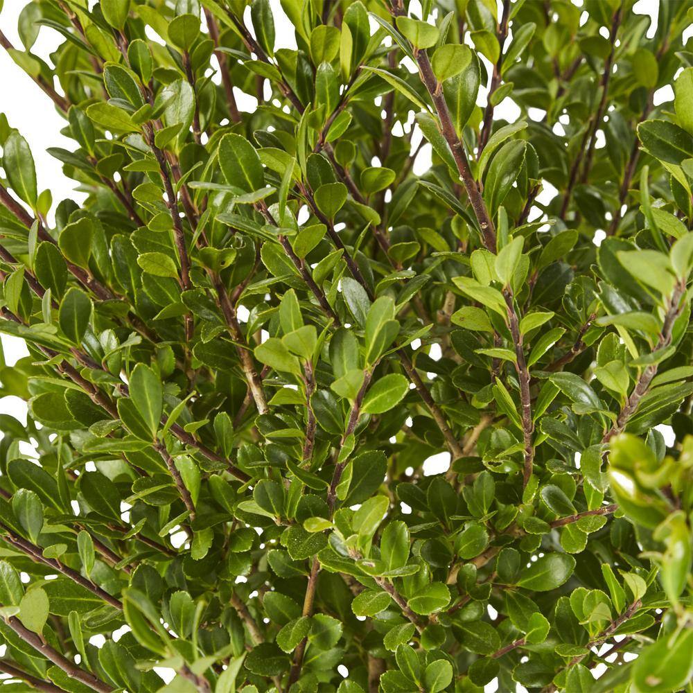 2.25 Gal. Steeds Upright Japanese Holly Plant with Dark Green Foliage 14827