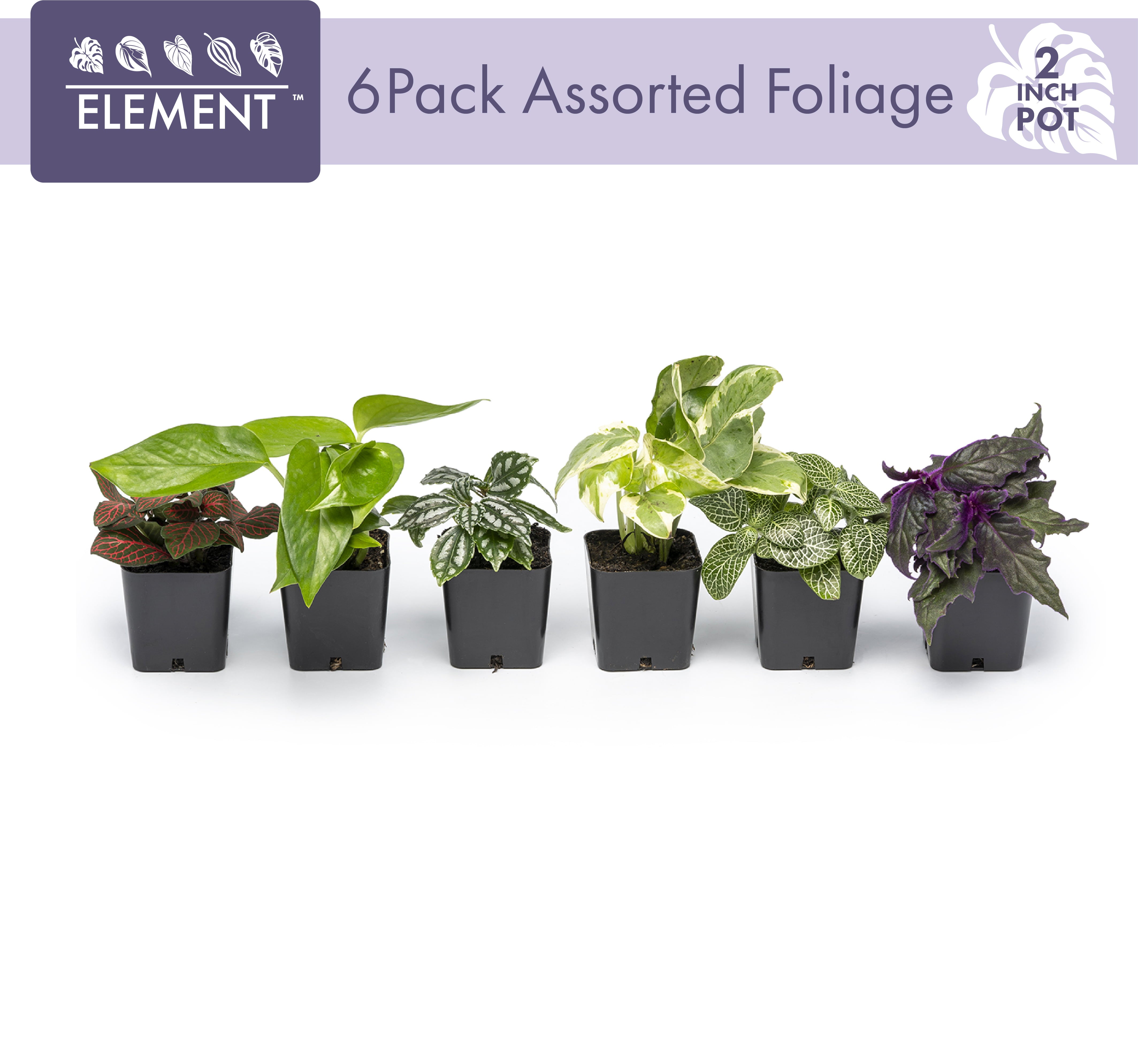 ELEMENT BY ALTMAN PLANTS Easy to Grow Houseplants (6 Pack)， Live House Plants， Growers Choice Plant Set in Planters with Potting Soil Mix， Home Décor Planting Kit or Outdoor Garden Gifts