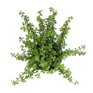 SMART PLANET 6 in. Portulacaria Afra Prostrata Hanging Basket 0883260