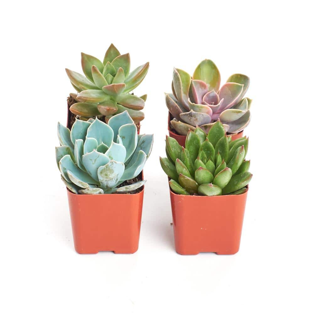 Shop Succulents 2 in. Rosette Succulent (Collection of 4) R4