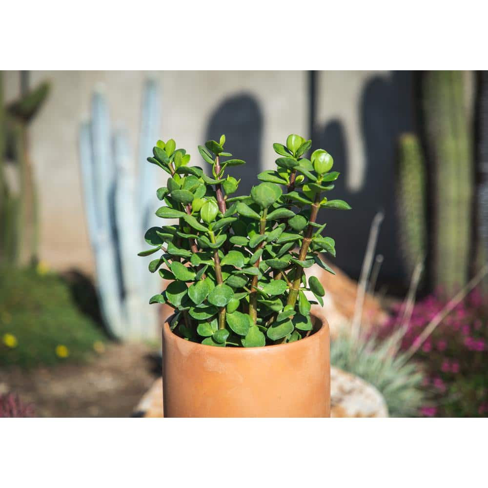 SMART PLANET 1G Portulacaria Mammoth (Porkbush) in Grow Pot - Single Plant 0880118