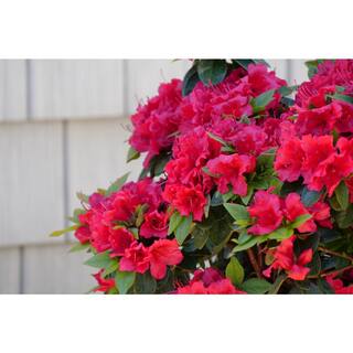 PROVEN WINNERS 4.5 in. qt. Perfecto Mundo Double Red Reblooming Azalea (Rhododendron) Live Plant Red Flowers RHOPRC3027800