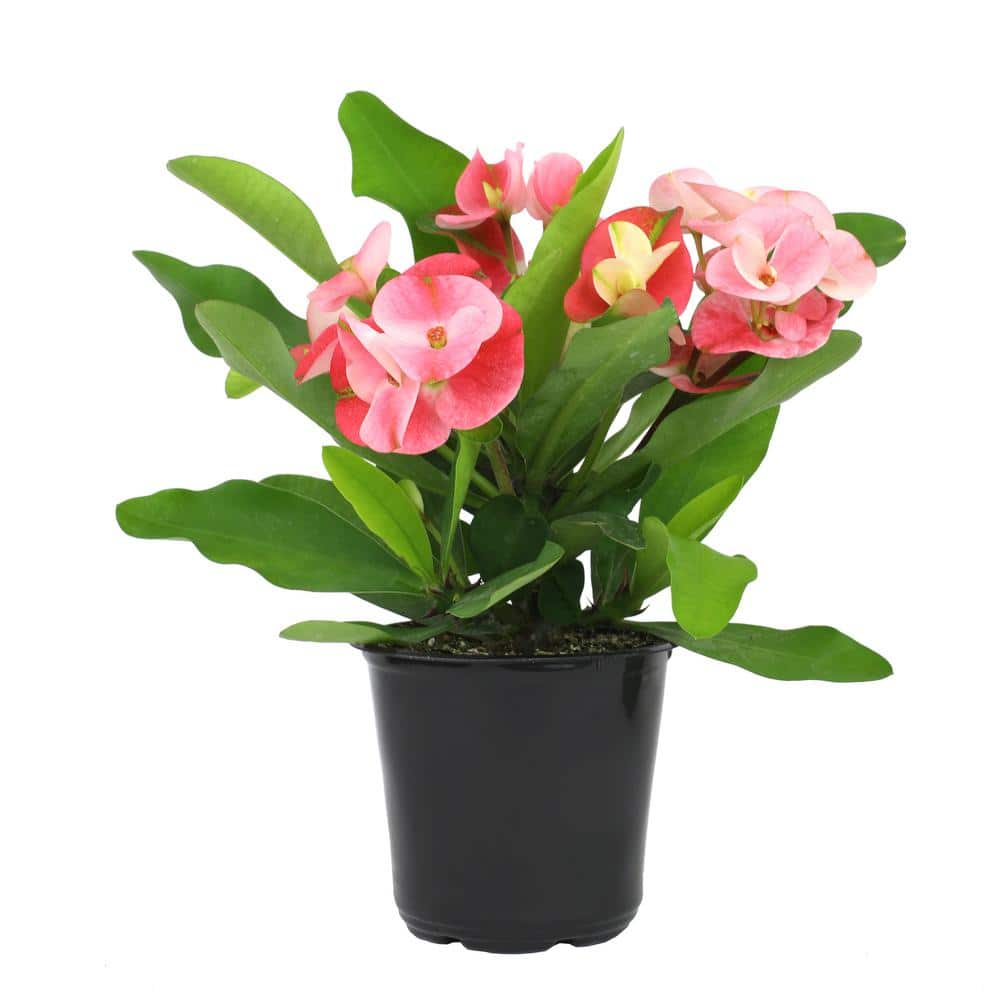 ALTMAN PLANTS 4.25 in. Euphorbia Milii With Pink Flowers Charlotte Variety Crown Of Thorns Single Plant 0872926