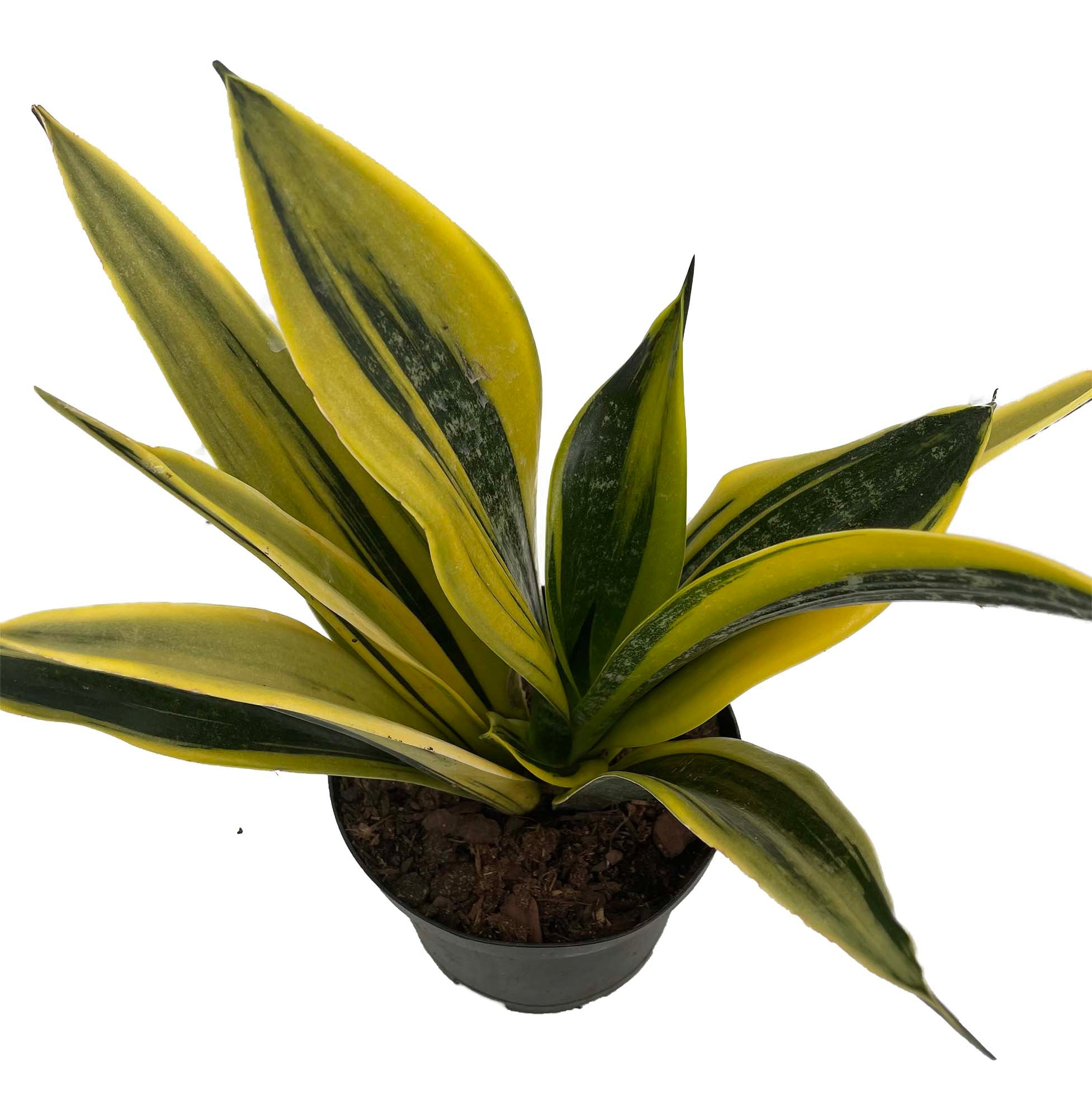 La Rubia Snake Plant - Sansevieria - 6