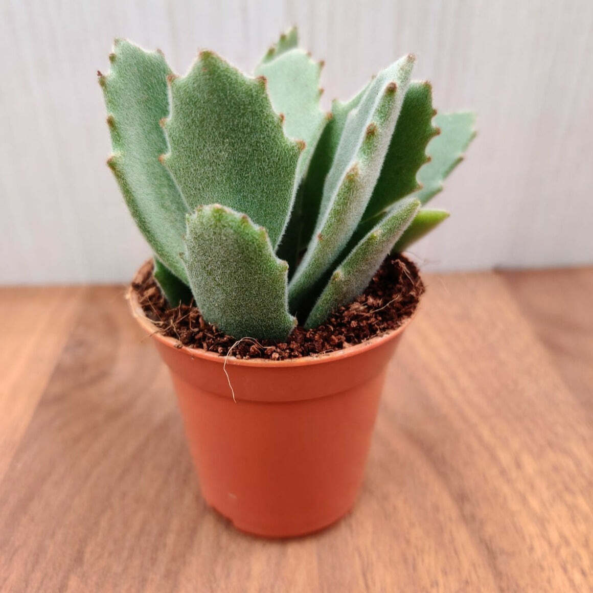 Kalanchoe Behartii Small Succulent Plant