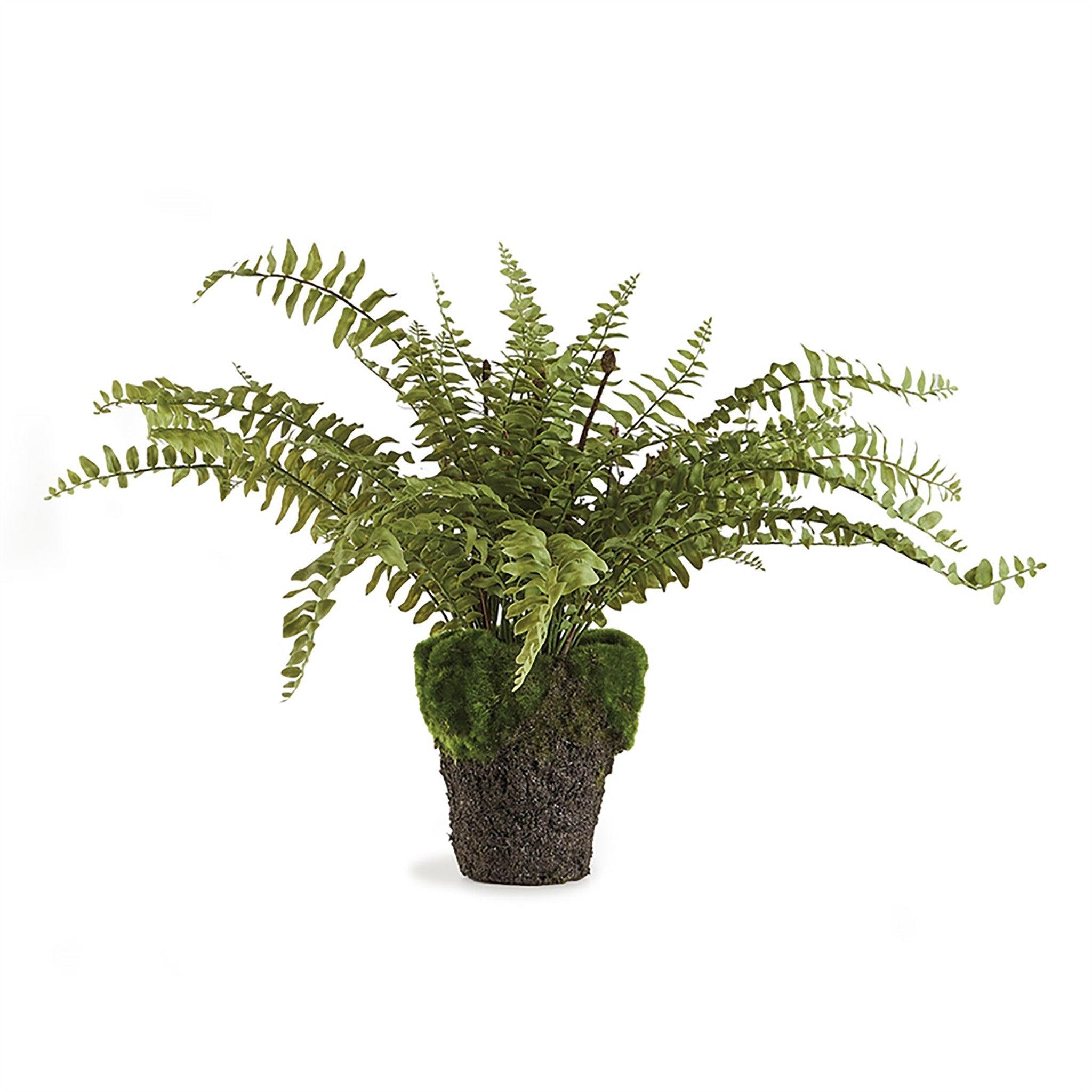 Boston Fern Drop-In 16