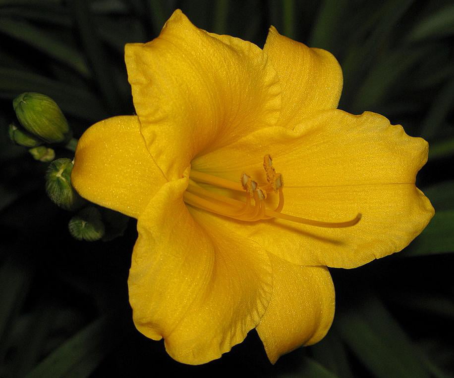 Classy Groundcovers - Daylily 'Stella de Oro'  {25 Bare Root Plants}