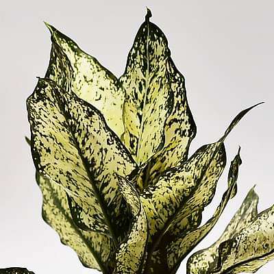 Aglaonema snow white, Aglaonema snowflake - Plant