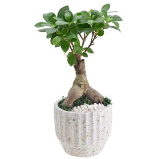 Arcadia Garden Products 5 in. Ginseng Ficus Bonsai White Round Speckled Splash Ceramic Planter LV54