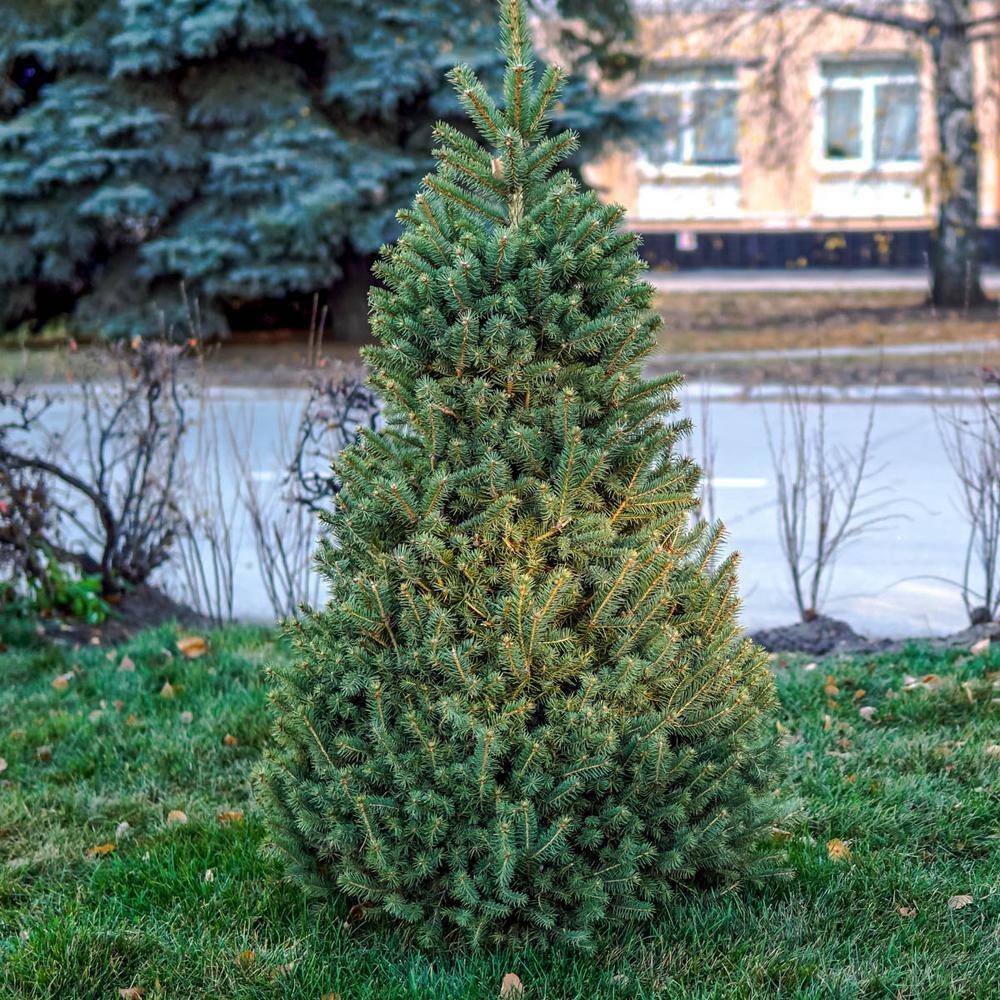 Spring Hill Nurseries 2.25 Gal. Pot Norway Spruce (Picea) Live Evergreen Tree (1-Pack) 88732