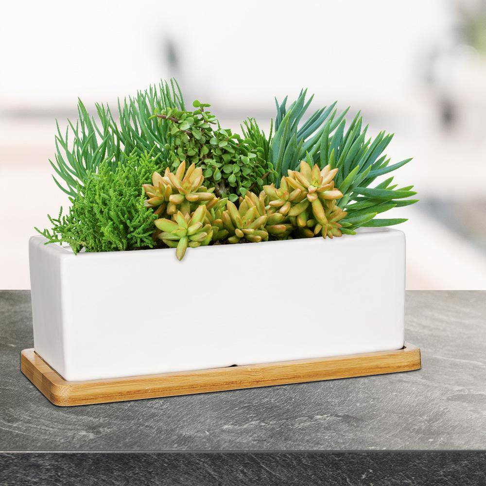 Vigoro 9 in. Nipp Medium White Ceramic Rectangle Planter (9 in. L x 8.5 in. W x 3.4 in. H) with Attached Tray HD1138-089