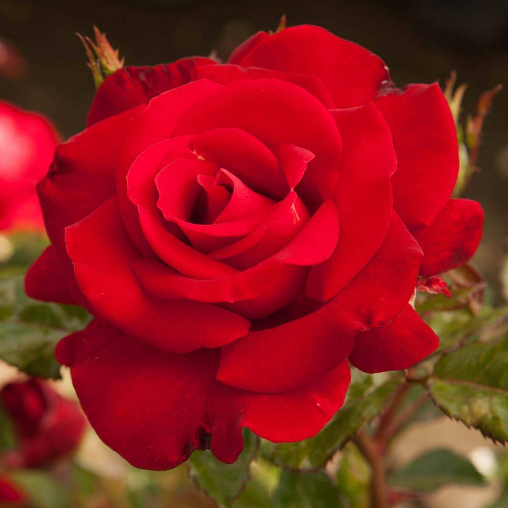 Spring Hill Nurseries Drop Dead 24 in. Tall Tree Rose Live Bareroot Plant Red Color Flowers (1-Pack) 74239