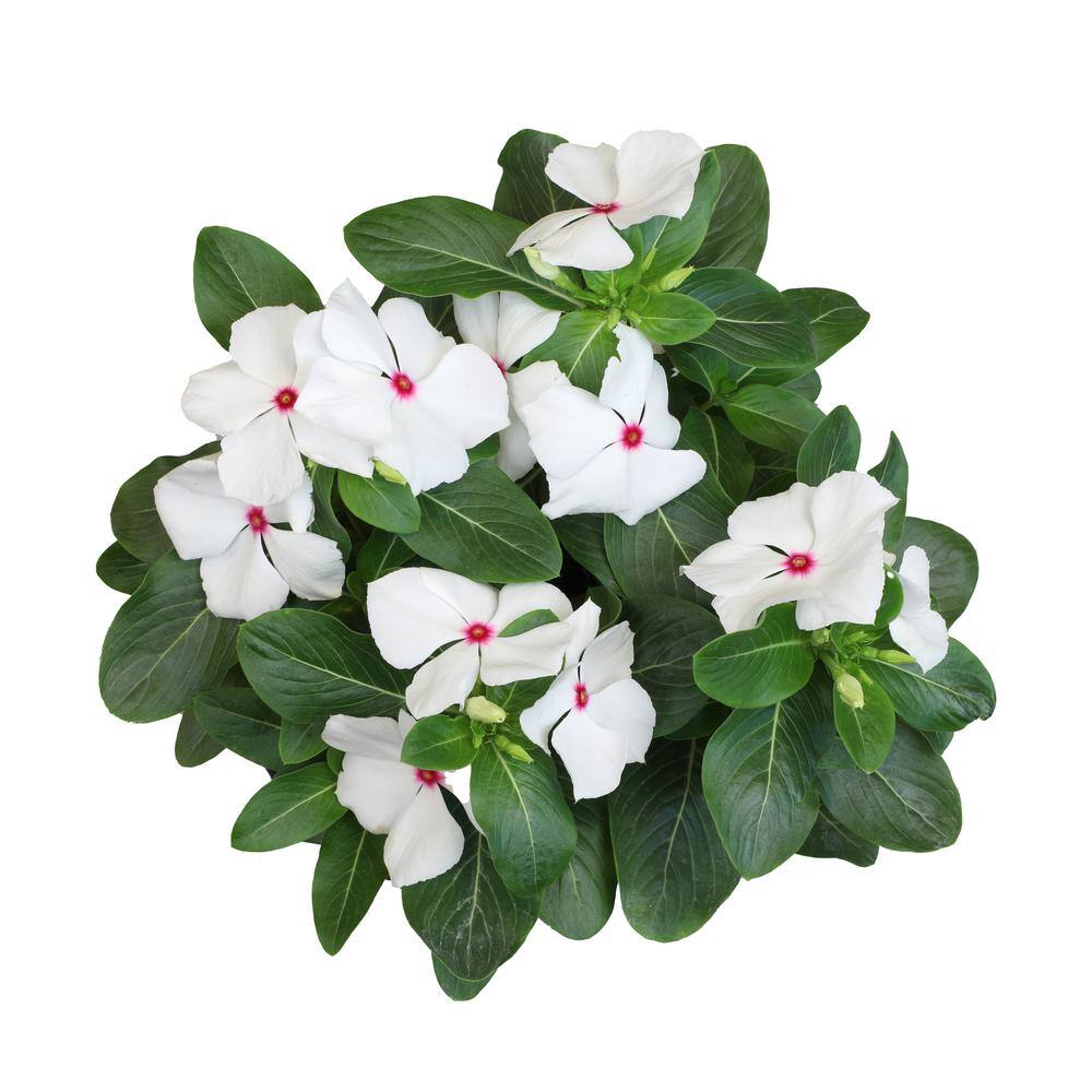 ALTMAN PLANTS 1-Gallon Vinca Plant White Flowers (Single) 0881451