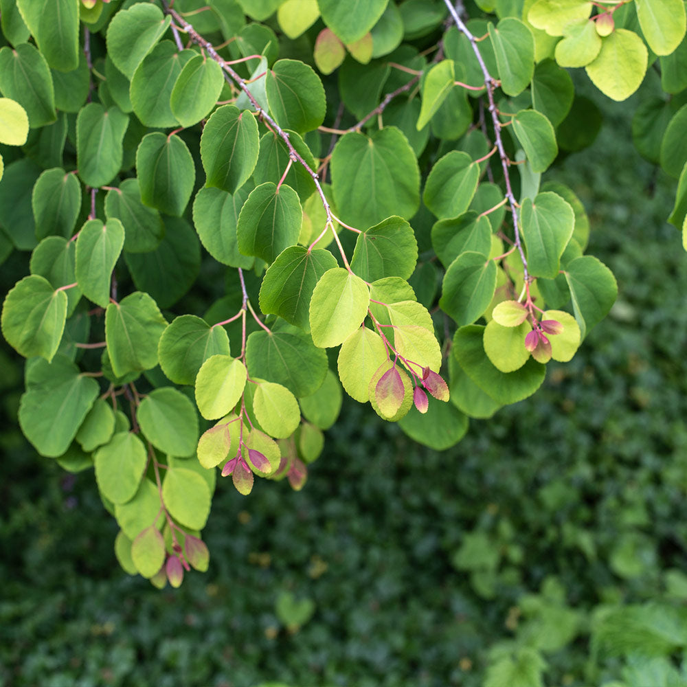 Katsura Tree