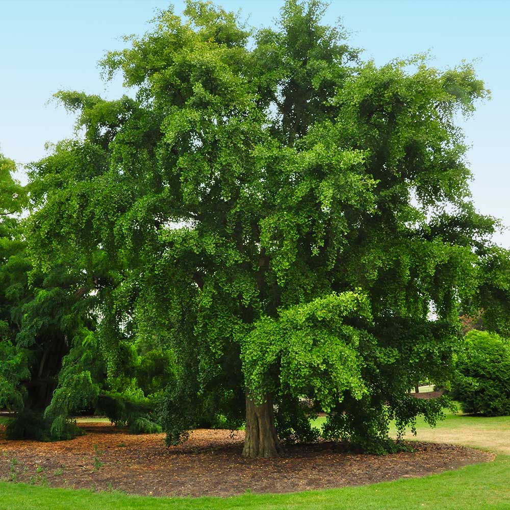 Ginkgo Tree