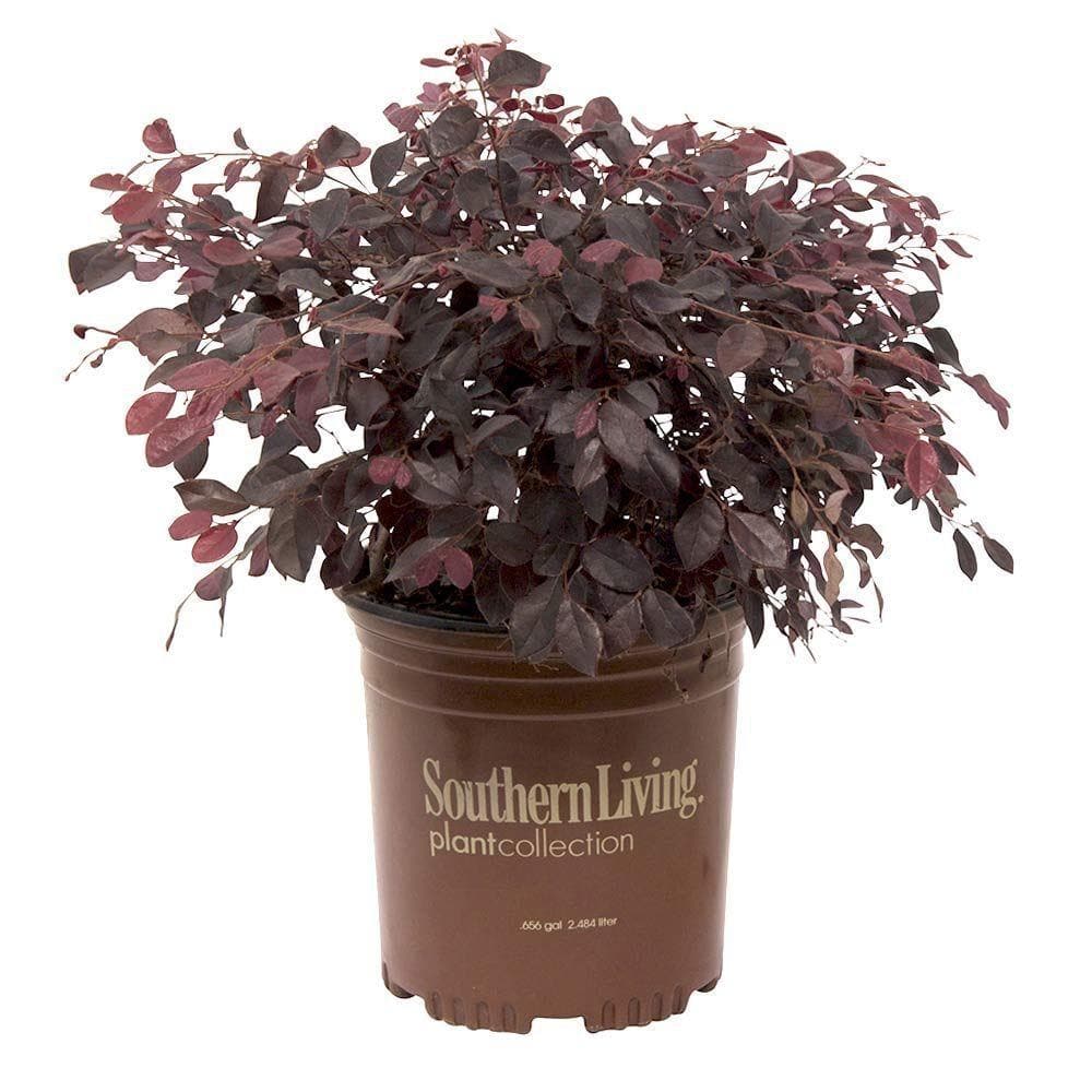 SOUTHERN LIVING 2.5 Qt. Purple Diamond Semi-Dwarf Loropetalum Evergreen Shrub with Purple Foliage Pink Ribbon Blooms 4210Q