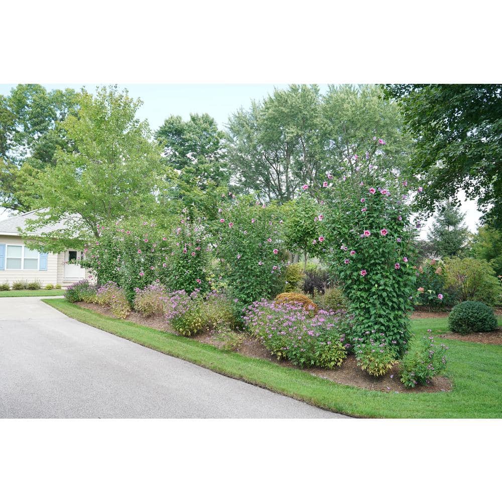 PROVEN WINNERS 5 Gal. Purple Pillar Rose of Sharon (Hibiscus) Shrub with Purple Flowers 13911