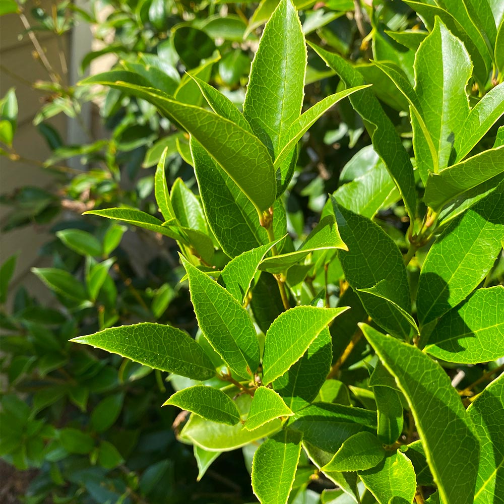 Fragrant Tea Olive Tree