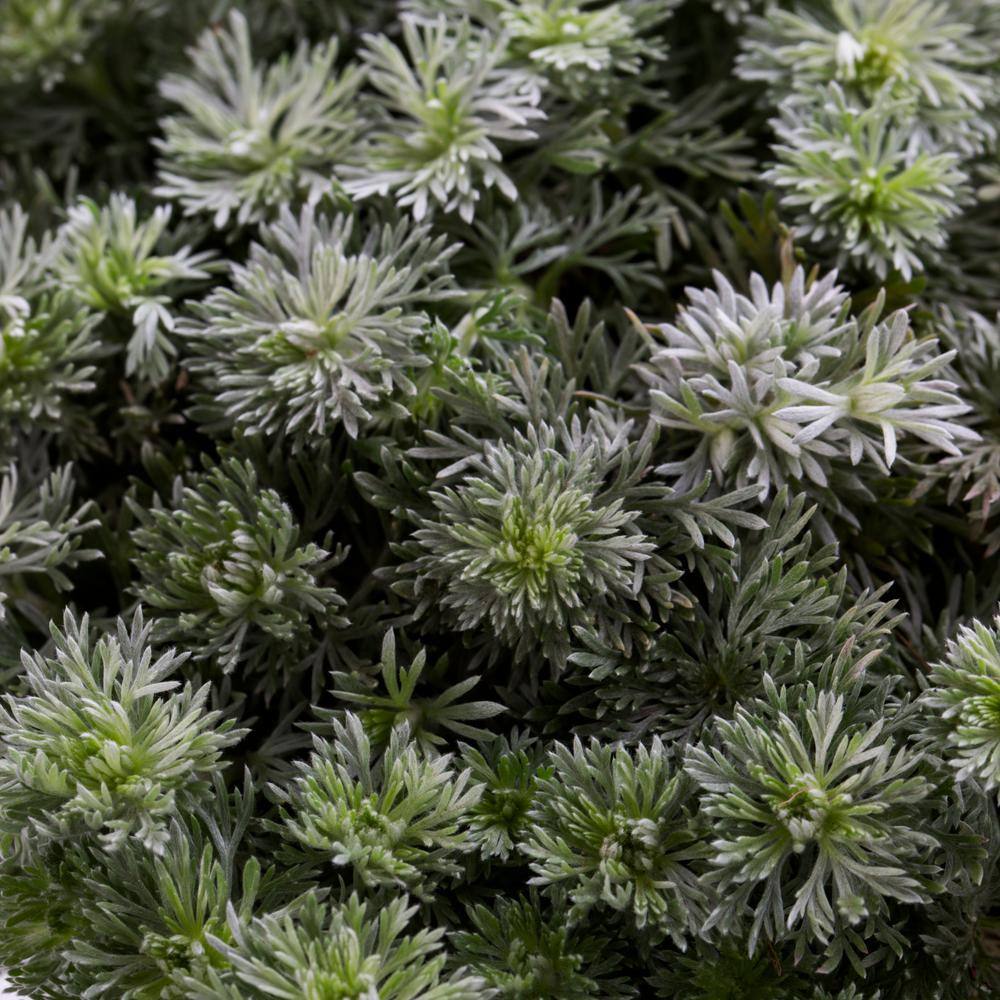 METROLINA GREENHOUSES 2.5 Qt. Silver Mound Mugwort Wormwood Plant 4359