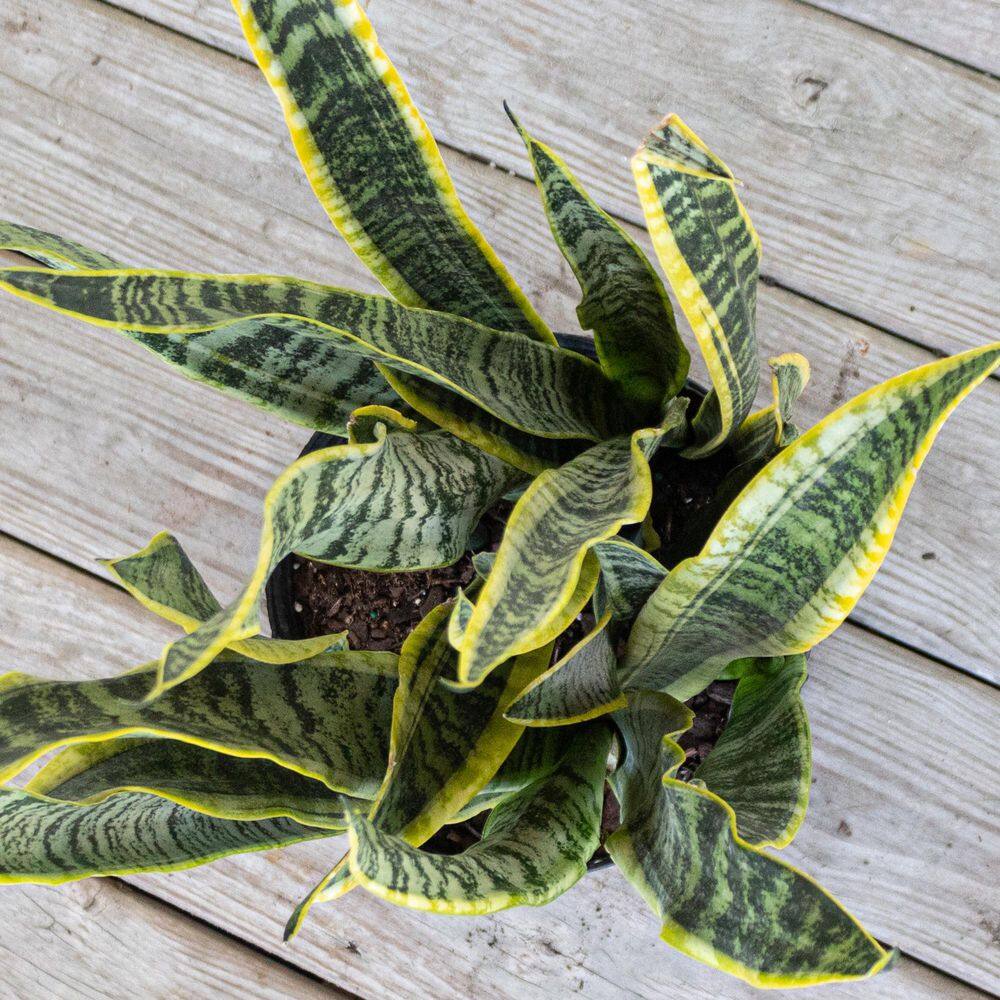 United Nursery Sansevieria Laurentii Live Indoor Outdoor Plant in 10 inch Premium Ecopots Pure White SLAURENTII10PW