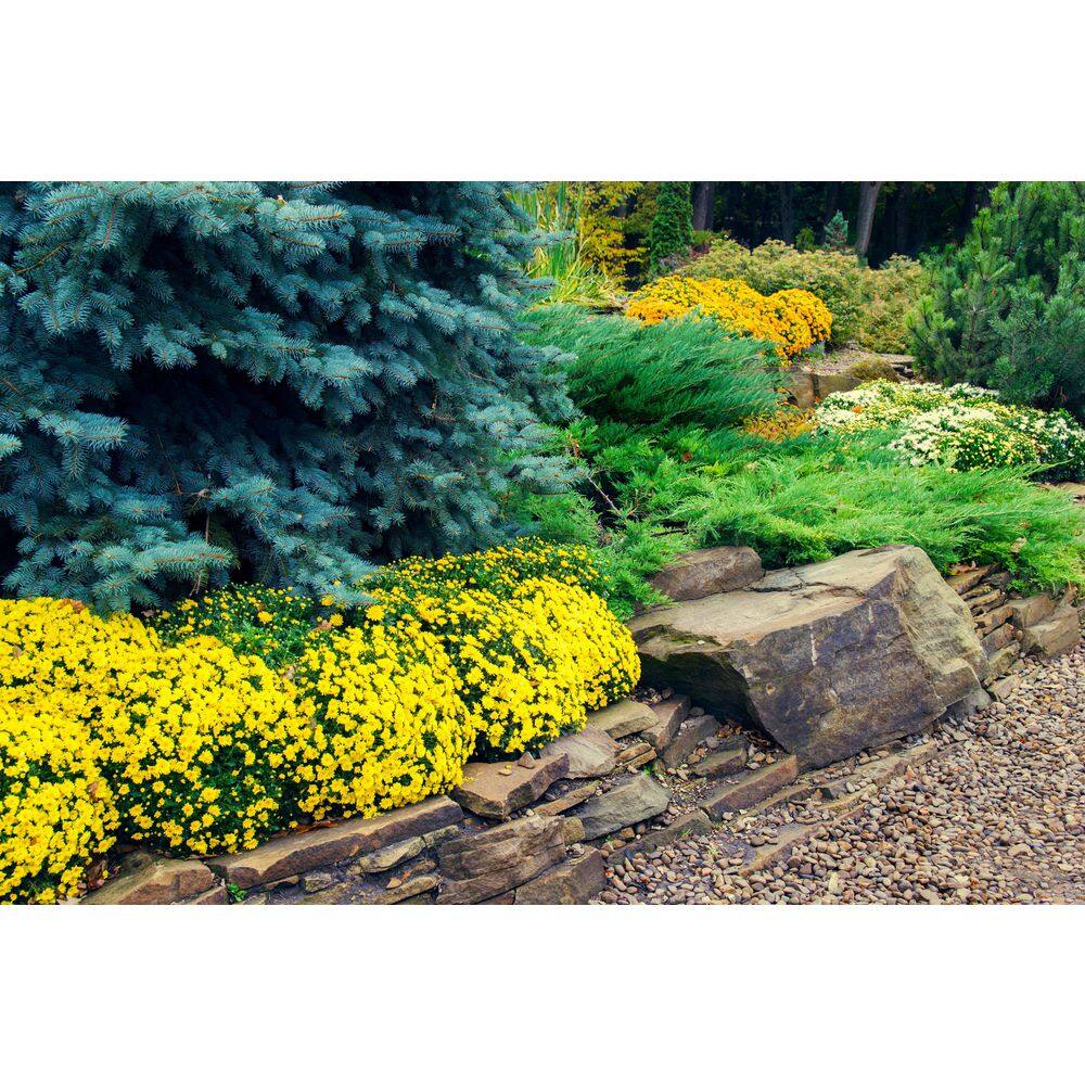 BELL NURSERY 3 Qt. Yellow Chrysanthemum Annual Live Plant with Yellow Flowers in 8 in. Grower Pot (2-Pack) CHMUM8YEL2PK