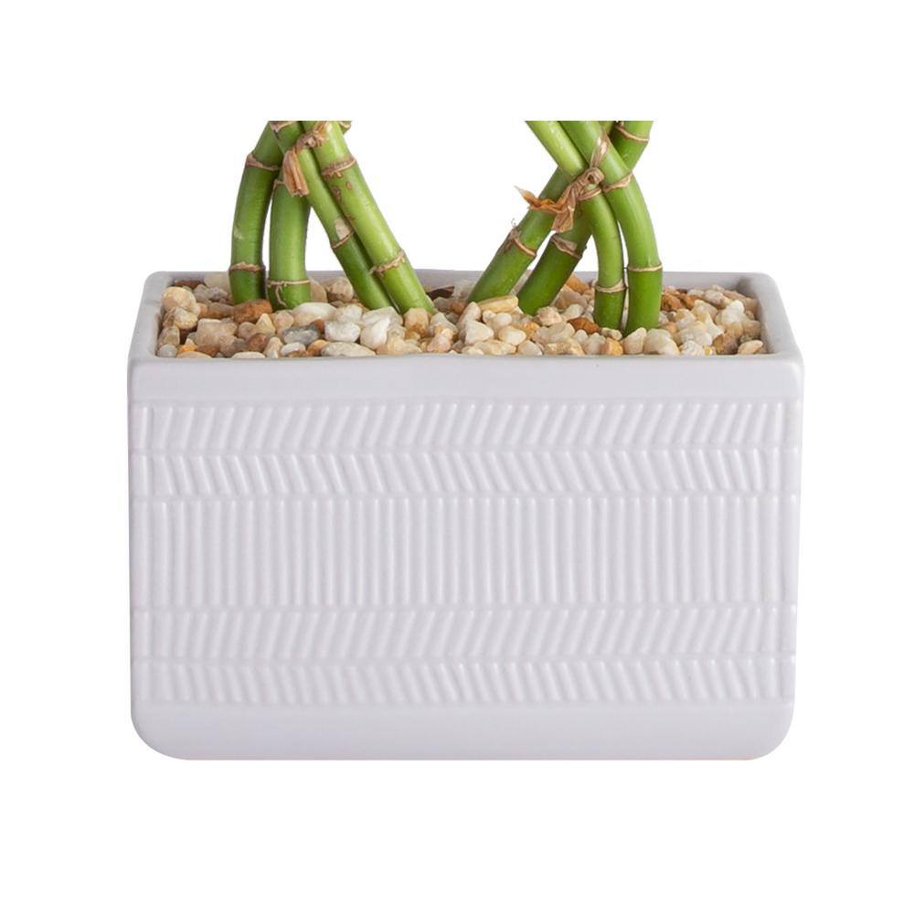 Costa Farms Grower's Choice Braided Lucky Bamboo Indoor Plant in 5.5 in. Gray Sqaure Ceramic Pot Avg. Shipping Height 7 in. Tall BAMWVBRGALBLKSQ