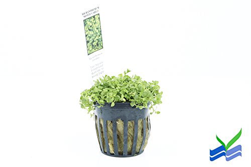 Potted Monte Carlo (Micranthemum) - Easy Carpet Aquarium Plant by West Coast Aquatics