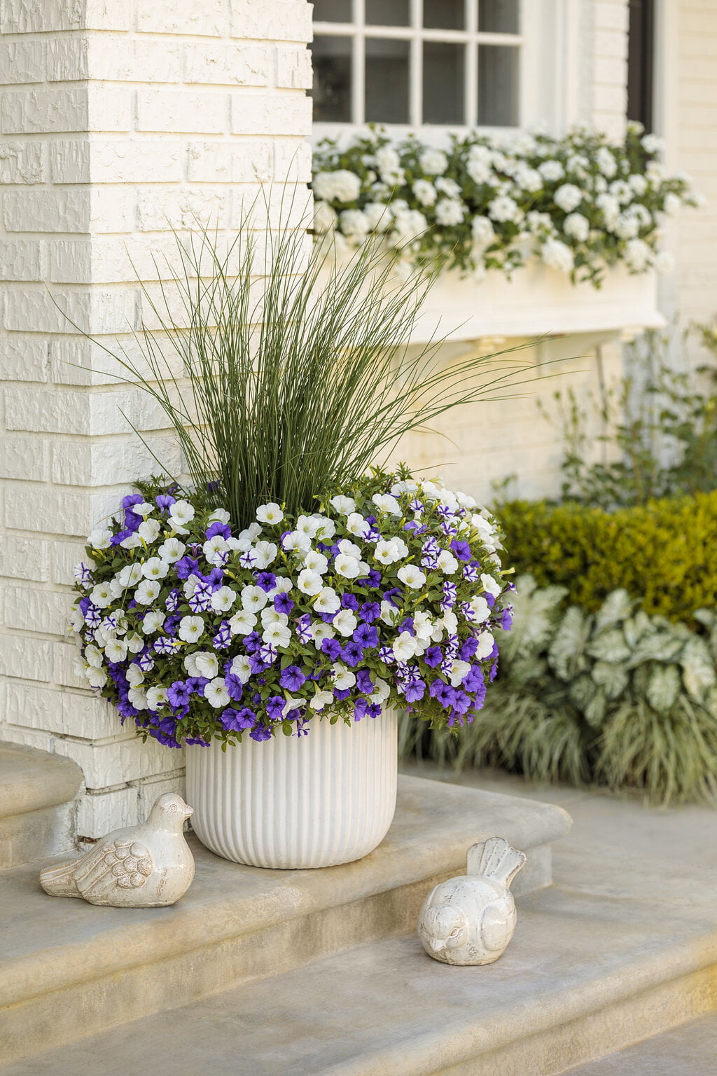 4.25 in. Eco+Grande， Supertunia Mini Vista White (Petunia) Live Plants， White Flowers ((4-Pack))