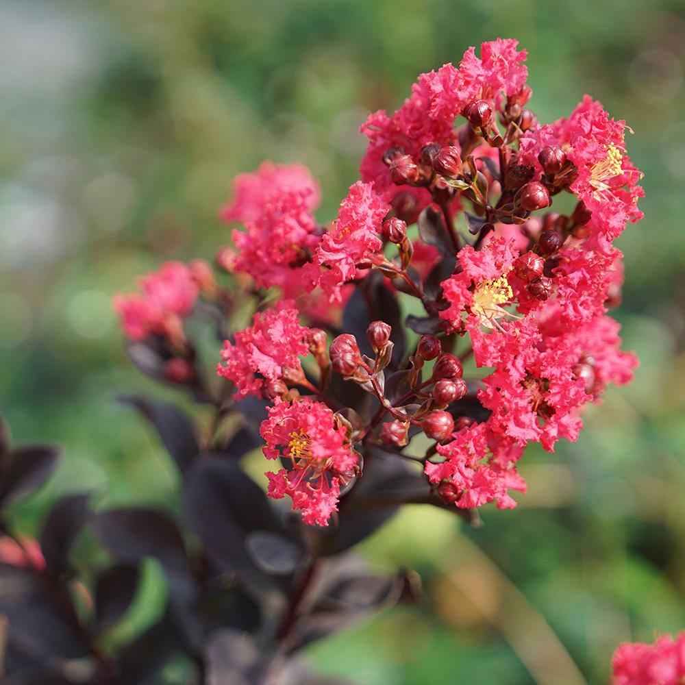 PROVEN WINNERS 2 Gal. Center Stage Pink Crape Myrtle Tree with Hot Pink Flowers 16885