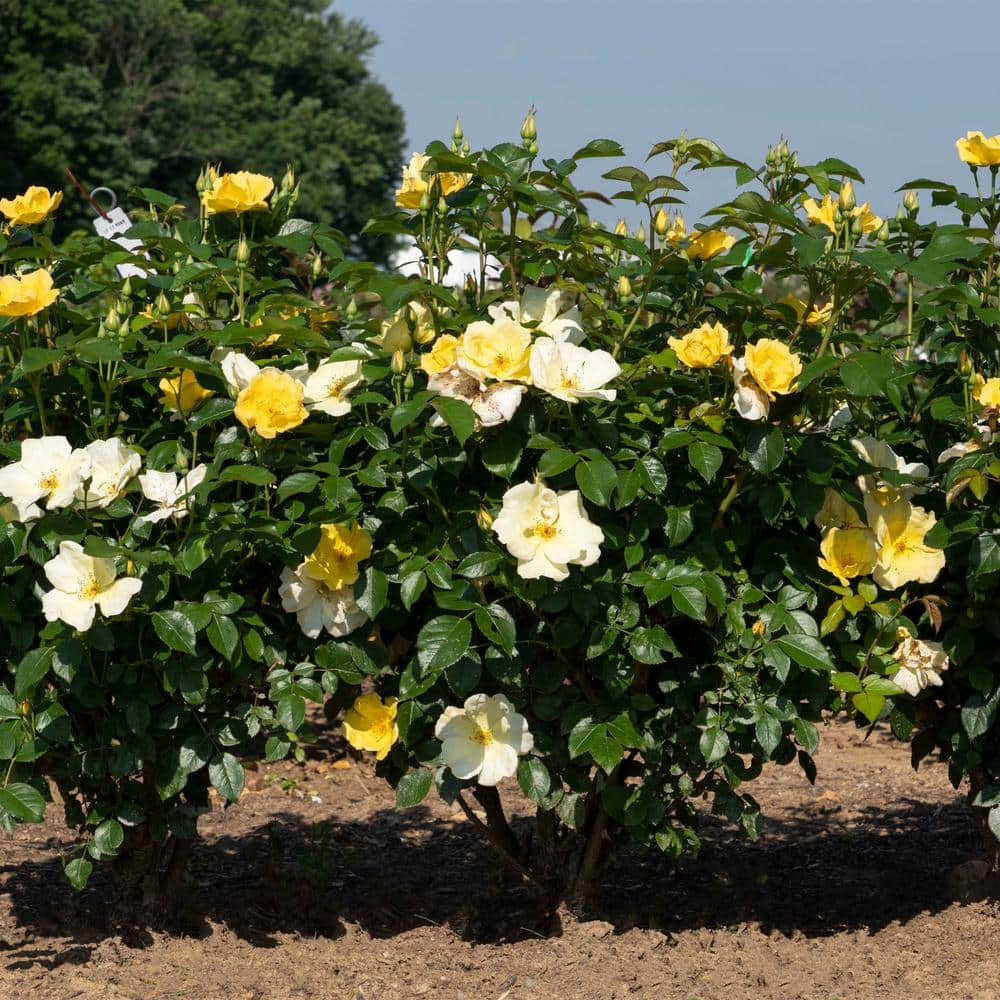 KNOCK OUT 1 Gal. Easy Bee-zy Knock Out Rose Bush with Yellow Flowers 13175