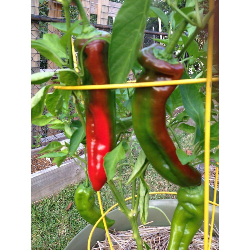 Bonnie Plants 19 oz. Giant Marconi Pepper Plant 3500