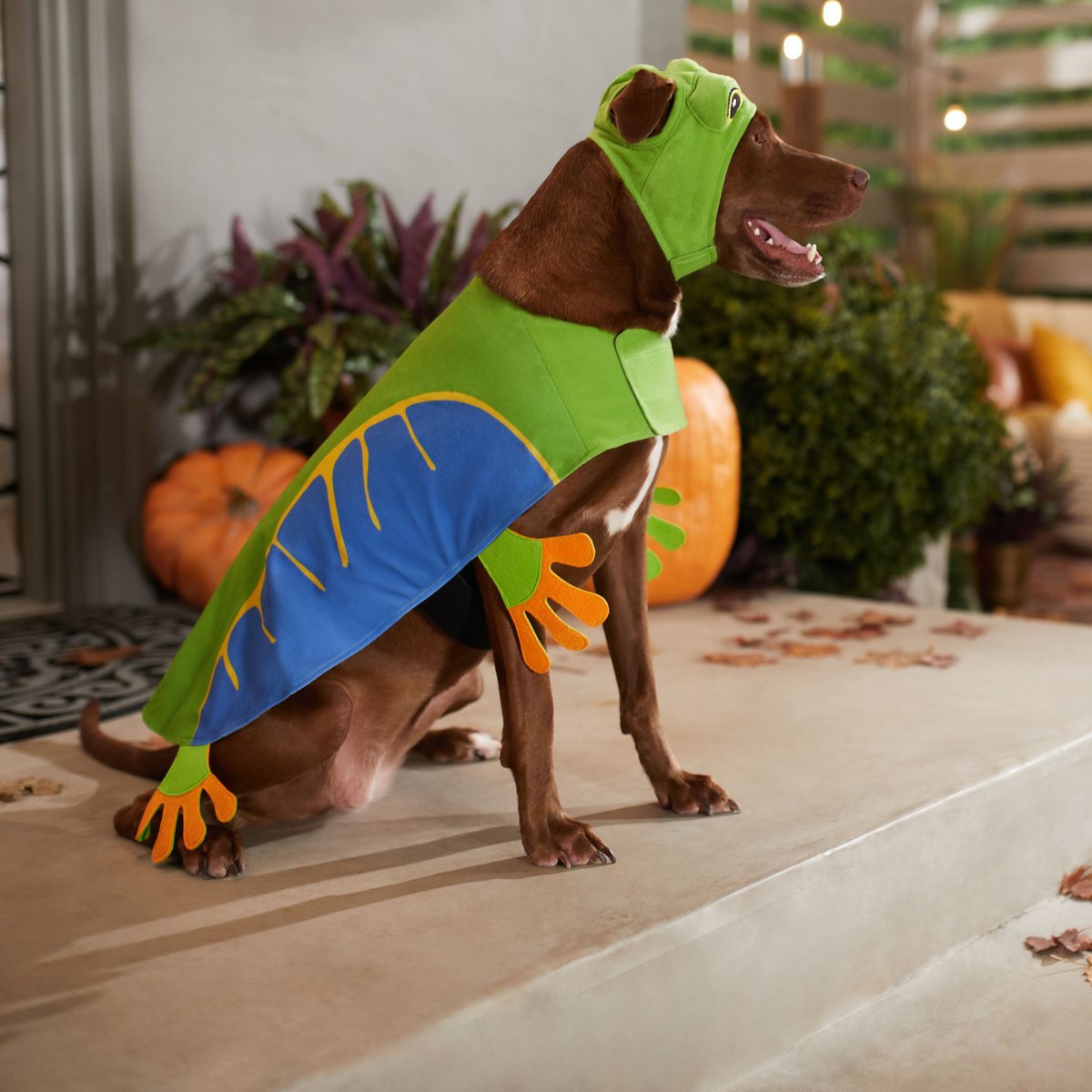 Frisco Frog Dog and Cat Costume