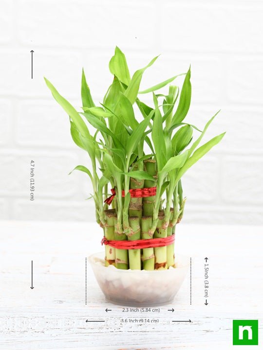 2 Layer Lucky Bamboo Plant in a Bowl with Pebbles