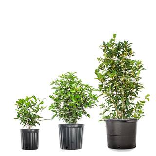 1 Gal. Evergreen Tea Olive Shrub (2-Pack) THD00064