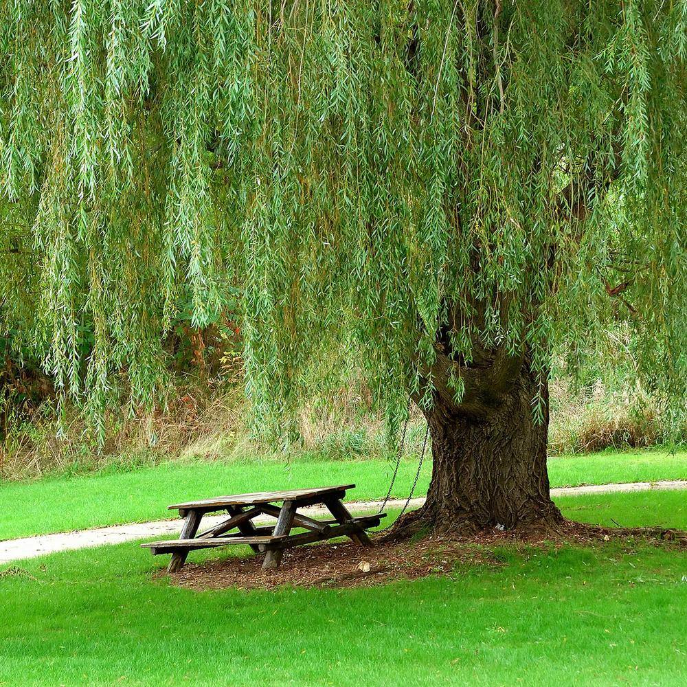 5 Gal. Weeping Willow Tree (2-Pack) THD00176