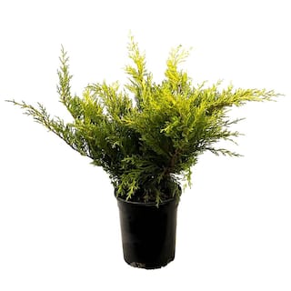 2.5 Qt. Old Gold Juniper Live Shrub with Golden Foliage O487001